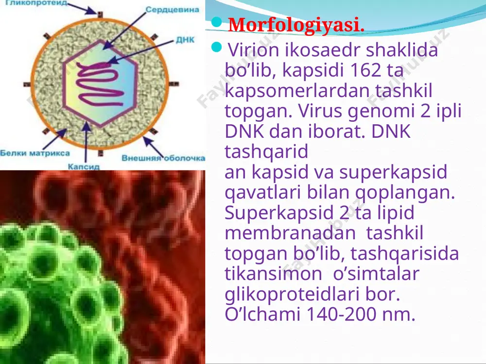 i), qayt qilish, tanada og‘riq bo‘lishi belgilari bilan kechadi. odatda toshma tananing turli joylarida paydo bo‘ladi. suvchechak toshmasiga 3 bosqich: rozeola, vezikula va qatqaloq hosil bo‘lishi xosdir. birinchi toshma elementlari qizil yoki alvon rangdagi dog‘lar ko‘rinishida bo‘lib, keyinchalik papularga aylanadi. bir necha soatdan so‘ng yoki kunning oxiriga borib, dog‘lar qizargan xalqa bilan o‘ralgan vezikula (pufakcha)ga aylanadi. suvchechak toshmalari birdan emas, 1-2 kun oralab avjlanib toshadi. toshma toshishning oxirgi kunida paydo bo‘lgan rozeolalar pufakchaga aylanmasligi mumkin. vezikulalar tiniq suyuqlik bilan to‘lgan, yaltiroq bo‘lib, 1-2 mmdan 5-6 mm diametrli pufakchalardan iborat. pufakchalarning tagi yumshoq bo‘lib, ba’zan markazida kindiksimon shishi bo‘ladi. vezikulalar bir kamerali bo‘lib, teshilsa bo‘shab ketadi. 1-2 kundan keyin pufakchalar asta-sekin bo‘shashib, quriy boshlaydi, qatqaloq hosil bo‘ladi, 6-10 kundan keyin qatqaloq terida iz qoldirmaydi va tushib ketadi. qatqaloqlanishda bemorlar terisi qichishadi. suvchechak toshmalari 1-2 kun oralab avjlanib toshgani uchun terining ma’lum sohasida turli bosqichdagi toshma elementlarini uchratish mumkin. bunga soxta polimorfizm …