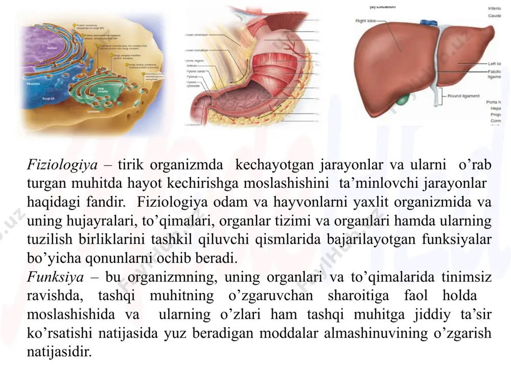 fzal o’lchamini aniqlashda va boshqa kerakli buyumlar bilan ta’minlashda foydalaniladi. bu usullar yordamida profilaktik chora-tadbirlar ishlab chiqish uchun zarur ma’lumotlar olinadi. yosh fiziologiyasi va gigienasi fanining rivojlanish tarixi. ma’lumki, yer yuzidagi insonlarning hayot faoliyati eramizdan avval yashab, ijod etgan gippokrat, aristotel, galen va vezaliy kabi olimlar tomonidan o’rganila boshlagan. gippokrat (miloddan avvalgi 460-375 yillarda) tashqi muhit omillari (iqlim, tuproq, suv)ni insonlarning jismoniy va ruhiy shakllanishiga ta’siri to’g’risida fikr yuritgan. u odamning xulq-atvori, his-tuyg’usi turlicha bo’lishini o’rganib, temperament (mijoz) haqida asar yozgan va odamlarni to’rt xil mijozga bo’lgan. galen (miloddan avvalgi 134-211) maymunlarda tajribalar o’tkazib anatomiya va fiziologiyaning rivojlanishiga katta hissa qo’shgan. markaziy osiyo xalqlarining tibbiyotga oid yozilgan ma’lumotlari ix-x asrlarga (bizning eramizgacha) tegishli. bunday ma’lumotlar eron va markaziy osiyo xalqlarining ilohiy kitobi bo’lgan «avesto»da hamda loydan yasalgan jadvalda o’z ifodasini topgan. avesto markaziy osiyo xalqlari tibbiyotiga oid yozilgan birinchi tibbiy asar bo’lib hisoblanadi. o’rta asrlar davomida sharq mamlakatlarida, shu jumladan …