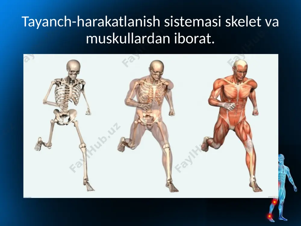 chakka, ensa kabi alohida suyaklardan iborat bo‘lib, bola o‘sgan sari ular chok yordamida bir-biriga birikib, yaxlit bosh suyagini hosil qiladi. bu suyaklar bir-biriga uzluksiz — zich birikkanligi uchun ular harakatsiz bo‘ladi. harakatli, ya’ni bo‘g‘im hosil qilib birikishga qo‘l va oyoqlarning bo‘g‘imlari kiradi. yelka, tirsak, kaftusti, son-chanoq, tizza, boldir-tovon hamda qo‘l va oyoq panja suyaklarining bir-biri bilan bo‘g‘im hosil qilib birikishi bunga misol bo‘ladi. bo‘g‘im hosil qilib birikuvchi ikkita suyakdan birining uchi qavariq, silliq, ikkinchisining uchi esa botiqroq bo‘ladi. bo‘g‘im uch qismdan: bo‘g‘im xaltachasi, suyaklarning bo‘g‘im yuzasi va bo‘g‘im bo‘shlig‘idan iborat savol va topshiriqlar 1. tayanch-harakatlanish sistemasining ahamiyati haqida nimalarni bilasiz? 2. umurtqa pog‘onasining tuzilishi va funksiyasini ayting. 3. ko‘krak qafasi qanday suyaklardan tashkil topgan? 4. qo‘l va oyoq qanday suyaklardan tashkil topgan? 5. odam tanasining suyaklari bir-biriga qanday birikkan? image2.jpeg image3.jpeg image4.jpeg image5.jpeg image6.jpeg image7.jpeg image8.jpeg image9.jpeg image10.jpeg image11.jpeg image12.jpeg image13.jpeg image14.jpeg image15.jpeg image16.jpeg image17.jpeg image1.jpeg