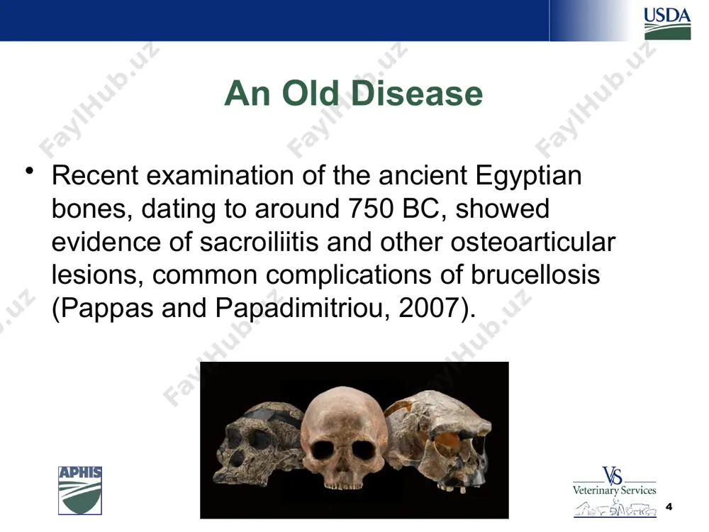 will result in the re-emergence of brucellosis.27 brucellosis is common in cattle and sheep in jordan and is also seen in goats.15 with a lack of veterinary control, brucellosis will increase in syria. 10 transmission in endemic areas, humans can get infected via contact with infected animals can be seasonal—peaks after lambing and kidding consumption of their products, mostly milk and milk products unpasteurized milk of sheep and goats. 11 safeguarding animal health consumption of sheep or goat milk containing b. melitensis is an important source of human brucellosis worldwide and has caused several outbreaks. for example; in some countries including italy, 99% of human brucellosis is caused by b. melitensis (de massis et al., 2005; wallach et al., 1997). the prevalence of human brucellosis acquired from dairy products in some countries is seasonal, reaching a peak usually after kidding and lambing (dahouk et al., 2007). 11 transmission trends worldwide, …