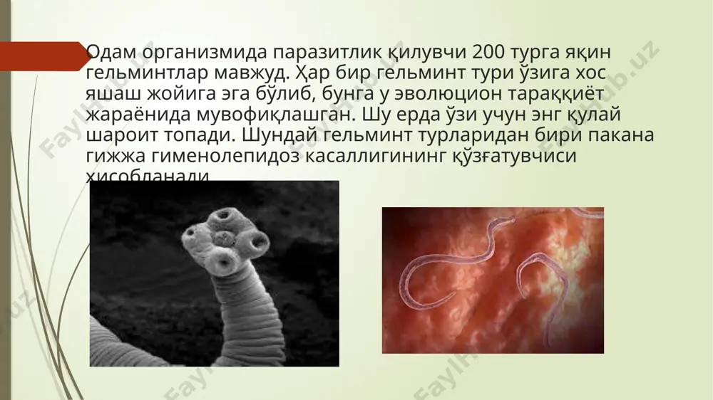 ғридан тўғри мунчоқдек тизилган қатор тизма бўғимлардан тушиши ҳам мумкин. шунинг учун қатор ҳолларда тухумлар ташқи муҳитга тушмаган ҳолда ичак ичида беморнинг “ўз ўзига юқтириши” ёки аниқроғи “такроран ўз ўзига юқтириши” ҳодисаси ҳам содир бўлади. пакана гижжа қўзғатадиган касаллик гименолепидоз деб аталиб, меъда-ичак ва асаб тизими фаолиятига салбий таъсир этади. ичак зарарланганда қоринда ҳар хил оғриқ, ич бузилиб туриши, кўнгил айниши, иштаҳанинг пасайиши кузатилади. асаб тизими зарарланганда бош оғриғи, асабийлашиш кузатилади, диққат қилиш ва хотира пасаяди. аллергия вужудга келиб, бу терини қичиштирадиган тошмалар, конъюнктивит (кўз яллиғланиши), бурунда тумов каби белгилар юзага келади. пакана гижжа билан зарарланишдан қандай сақланиш керак? даставвал умумий санитария қоидалари ва шахсий гигиенага риоя қилиш: ҳожатхоналарни тоза тутиш, хлорли оҳак билан зарарсизлантириш керак. тунги тувакни ҳар сафар фойдаланишдан сўнг хлорли оҳак ва қайноқ сув билан дезинфекция қилиш керак. ҳожатхонага кириб чиққач ва овқат ейишдан олдин қўлни тозалаб совунлаб ювиш шарт. фойдаланилган адабийотлар https://soglom.uz/archives/1823 etiboringiz uchun rahmat image1.jpg …