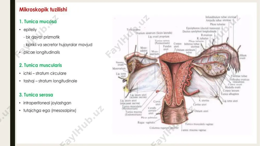 ayollar reproduktiv sistemasi - Page 4