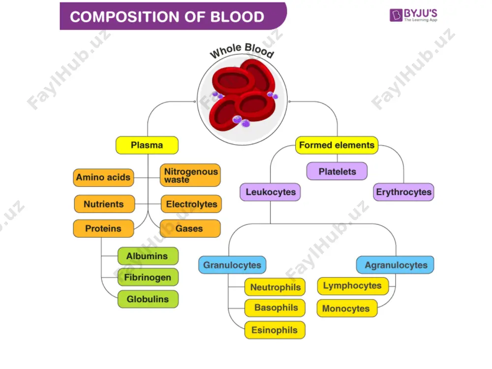 aradi. eritrositlar va gemoglobin eritrotsitlar tarkibida 95% gemoglobin bo‘ladi. eritroblast → retikulotsit → eritrotsit eritrotsitda yadro, mitoxondriyalar, ribosomalar bo‘lmaydi. gem 2 moddadan sintezlanadi: - suksinil-koa -glitsin gemoglobin sintezining boshqarilishi asosiy o‘rinni gem egallaydi: o‘z sinteziga ingibirlovchi ta’sir etadi α- va β-zanjirlarning sintezini faollashtiradi. kasalliklar: porfiriyalar gemoglobinopatiyalar sferotsitozlar eritrotsitlar membranasi oqsillari membrana oqsillarining 60% spektrin, glikoforin va 3-chi yo‘l oqsili tashkil qiladi. glikoforin – integral glikoproteid, abo tizimi antigenlar guruhi spektrin – periferik oqsil, sitoskeletning asosiy oqsili 3-chi yo‘l oqsili – integral oqsil, cl- va hco3- tashuvchi oqsil eritrotsitlardagi metabolizm asosan 2 yo‘l bilan boradi: anaerob glikoliz (90%) pentozfosfat yo‘l bilan glyukozaning oksidlanishi (10%) kasalliklar: glyukozo-6-fosfatdegidrogenaza fermentining nasliy yetishmovchiligi glyukozaning anaerob oksidlanishining nasliy nuqsonlari glutation almashinuvi fermentlarining nasliy nuqsonlari eritrositlar metabolizmi gemoglobin turlari – bu organizmdagi kislorod tashish funksiyasini bajaruvchi temir saqlovchi oqsillar bo‘lib, ularning turli shakllari odamning yoshiga va genetik xususiyatlariga bog‘liq. asosiy gemoglobin turlari 1. gemoglobin a (hba) – …