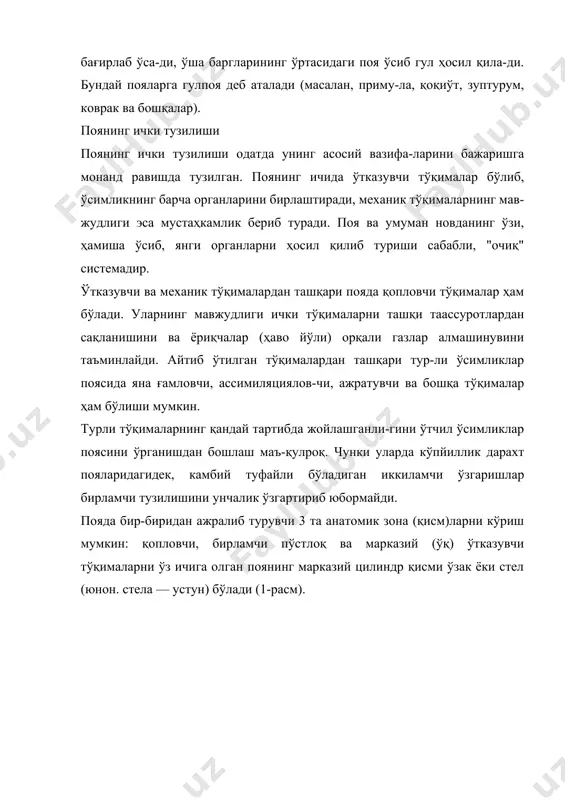 иларда колленхимадан, бир паллалиларда — склеренхимадан) ташкил топган бирлам-чи пўстлоқ жойлашади. бирламчи пўстлоқнинг энг ташқи паренхима ҳужайра-лари фотосинтез вазифасини бажариши мумкин. энг ост-ки бир қатор паренхима ҳужайралари крахмал тўпловчи ҳужайралар (қинлар)га айланади. ана шу хил ҳужайралар пўстнинг ўрта қисмида жойлашган бўлиб, суберинга ўхшаш, (пўстни пўкакка айлантирувчи) моддалар тўпла-нади. натижада ҳужайра деворларининг ўрта қисми йўғон-лашиб, пўкаклашиб, кейин эса ёғочлашиб йўл-йўл чизиқ ҳосил қилади, уларни каспари камарлари (тасмалари) деб аталади. поянинг ички қисмини марказий цилиндр эгаллайди. марказий цилиндрнинг энг ташқи бирламчи пўстлоқ би-лан чегара қисмида перецикл (юнон. пери — атроф; цик-лос — айлана), яъни вақтинча меристема вазифасини ба-жарувчи (эпидерма остида жойлашган) тирик ҳужайралар бўлади. баъзи ўсимликларда перицикл бўлмаслиги ҳам мумкин (2-расм). бирламчи меристемалар фаолияти туфайли поянинг бирламчи тузилиши шаклланади. бирламчи тузилиши узоқ вақт сақланиши мумкин, лекин агар прокамбийдан кам-бий ҳосил бўлса, иккиламчи йўғонлашиш бошланади. вақг ўтиши билан эса эпидерма ва бирламчи пўстлоқ нобуд бўлади, унинг ўрнига перидерма (юнон. пери — ёнида, д …
