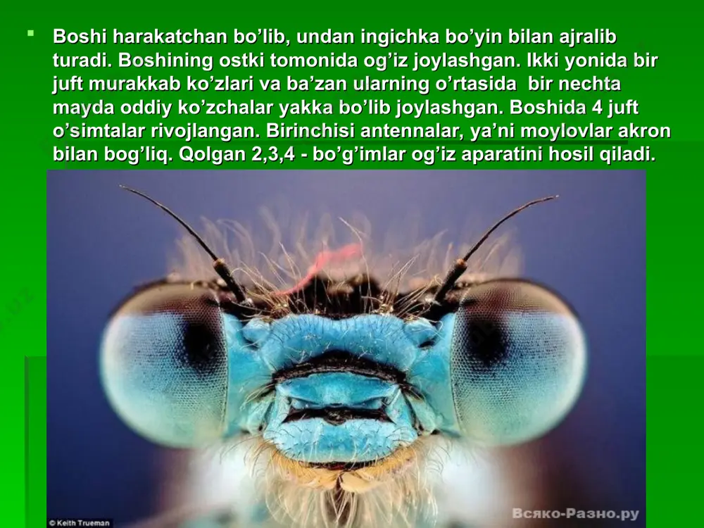 harotlar uchun qo'shimcha oziq bo'lishi bilan birga ayrim zaharli moddalarni to'plash xususiyatiga ham ega. nerv sistemasi nerv sistemasi boshqa bo'g'imoyoqlilarnikiga o'xshash bo'lib, halqum atrofi nerv halqasi va qorin nerv zanjiridan iborat. boshdagi juda ko'p nerv hujayralari qo'shilib, bosh miyani hosil qiladi. bosh miyadan hamma sezgi organlariga nervlar chiqadi. murakkab fe'l-atvorga ega bo'lgan arilar va chumolilarning bosh miyasi va nerv tugunlari boshqa hasharotlarnikiga nisbatan juda kuchli rivojlangan. qorin nerv zanjirida har bir tana bo'g'imiga mos ravishda nerv tugunlari joylashgan. ular orasida uchta ko'krak nerv tugunlari ayniqsa yaxshi rivojlangan. ko'krak nerv tugunlarida oyoq va qanotlarga nervlar chiqadi. hasharotlarning fe‘l-atvori va sezgi organlarining murakkablashuvi nerv sistemasining yaxshi rivojlanganligi bilan bog'liq. sezgi organlari yashil bronza qo'ng'izi va boshqa birmuncha yirikroq hasharotlar ko'zining tuzilishi daryo qisqichbaqasinikiga o'xshash. ko'pchilik hasharotlar rangni ajrata oladi. hasharotlar, ayniqsa hidni juda yaxshi sezadi. erkaklari urg'ochilarining hidini bir necha kilometrdan sezadi va topadi. ayrim kapalaklarning erkagi urg'ochisining hidini 11 km masofadan …