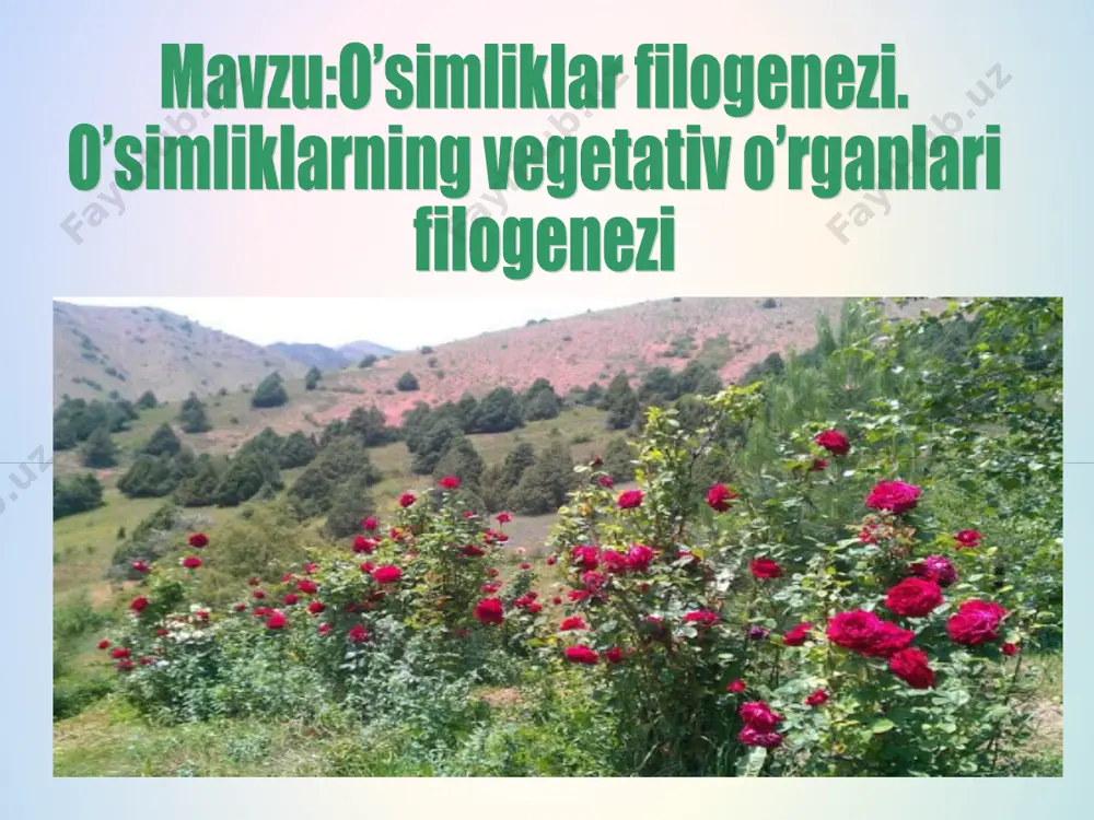 odsiz muhitga tushganligi sababli ularning tanasi chirimagan va tosh ko’mirga aylangan toshko’mir davrida urug’li qirqquloqlardan boshqa ochiq urug’li osimliklar paydo bo’la boshlaydi.paleozoy erasinig perm davridagi quruq va sovuq iqlim urug’li qirqqulloqlarga va ulkan qirqquloqlarga salbiy tasir ko’rsatadi va ular qirilib ketadi. mezozoy erasining trias davri boshlangan paytda hozirgi ochiq urug’li o’simliklar hukumronlik qila boshlaydi. mezazoy erasining yura davrida dastlabki yopiq urug’li o’simliklar paydo bo’ldi.yoqpiq urug’li o’simliklarda idio adaptatsiya natijasida bir yillik,ikki yillik va ko’p yillik o’t o’simliklar,chala buta va buta va daraxtlar vujudga kelgan. xulosa xulosa qilib shuni aytamanki,o’simliklar filigeonezi uzoq yillar,eralar davomida iqlim sharoitiga moslashib asta sekinlik bilan murakkablashib kelgan.bunga misol qilib suv o’tlaridan qirqbog’im,qirquloqlar ulardan esa ochiq urug’li o’simliklar,keyin esa yopiq urug’li o’simliklarning kelib chiqishini olishimiz mumkin. uyga vazifa darsda o’tilgan bilimlarni mustahkamlashga doir savollarga javob berish,rasmlar bilan ishlash e’tiboringiz uchun raxmat!