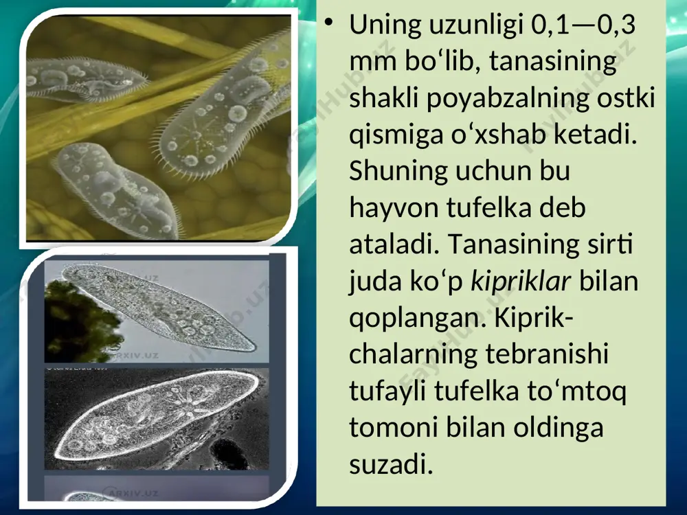 infuzoriyalar va sporalilar sinflari - Page 5