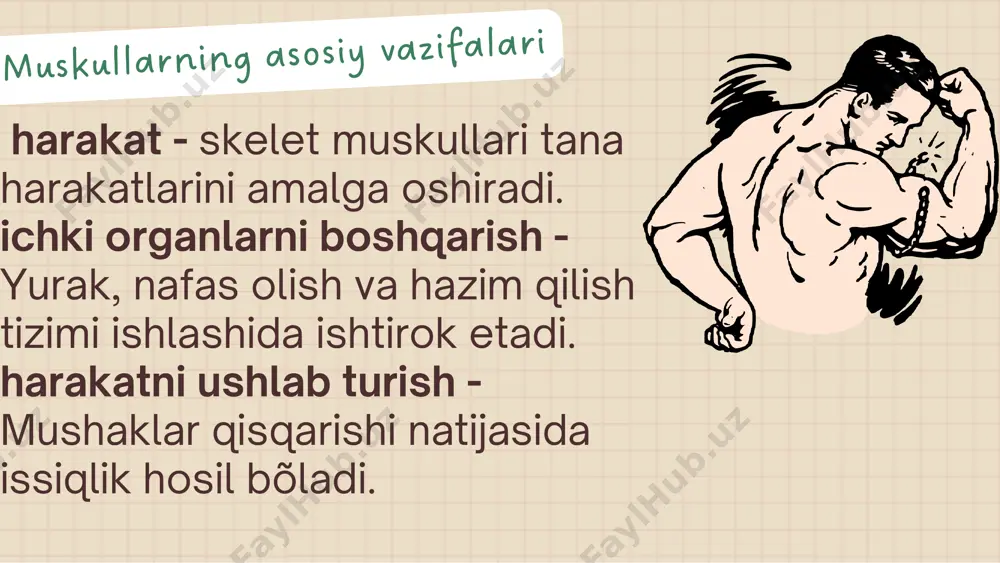 muskullar haqida umumiy ma'lumot - Page 4