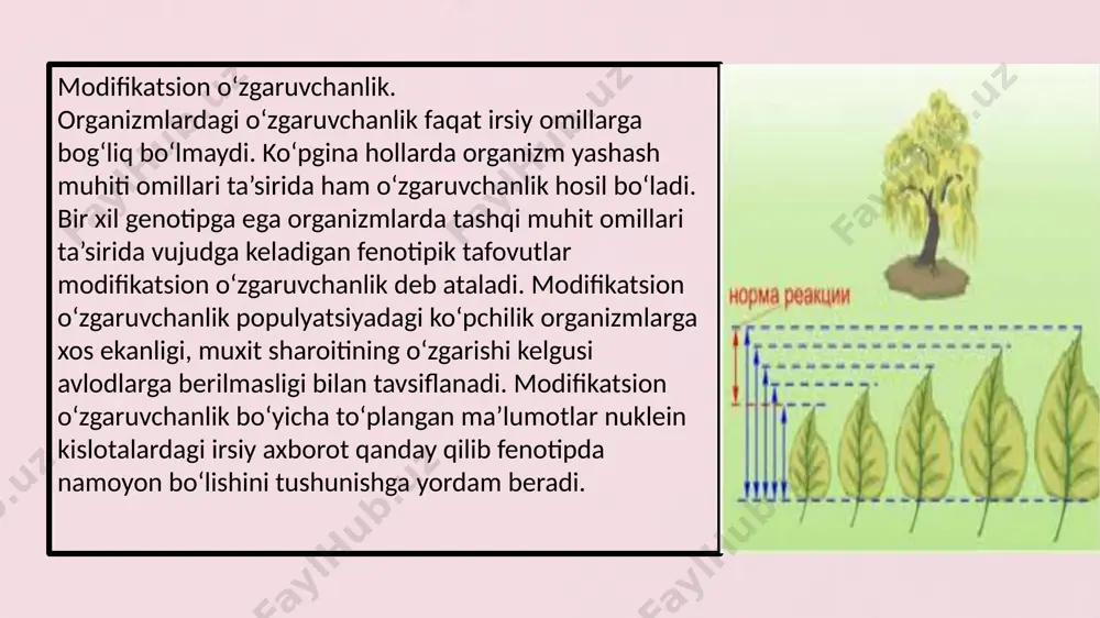 narsa aniqlandiki, adaptiv modifikatsiyalar deb mazkur tur individlarining o`tmish evolyutsion tarixida ko`p martalab uchragan odatdagi tabiiy sharoitning o`zgarishi tufayli vujudga keladigan modifikatsiyalarga aytiladi. modifikatsiyalarning barqarorlik darajasi mutatsiyalarning yuqori konstantligidan farqli o`laroq modifikatsiyalar turli darajadagi barqarorlikka egadirlar. ularning ko`pchiligi qaytarilish xossasiga – ya’ni vujudga kelgan o`zgarishlar omil ta’sirining to`xtashi bilan indvidlarning hayoti davomida yo`qolib boradi. quyosh ultrabinafsha nurlarining odam terisiga ta’siri to`xtashi bilan odam badanining qorayishi o`tib ketadi; mashq qilishlikning to`xtashi bilan muskullarning hajmi kichrayadi; odam yoki hayvonning baland tog` joydan tekislikka qaytishi bilan eritrotsitlar soni pasayadi va boshqalar. boshqa modifikatsiyalar, ontogenezning ilk bosqichlarida paydo bo`lganlari individning hayoti davomida saqlanib qoladi. masalan, arilarning lichinkalaridan qaysi biri “ona suti” bilan boqilsa u ona ariga, chang aralashmalari bilan boqilganlari ishchi arilarga aylanadi. odamning oyoqlari bolalik davrida oziqada d vitaminining yetishmasligi natijasida suyaklarining noto`g`ri shakllanishi tufayli umr bo`yi qiyshiqligicha qoladi. modifikatsiyalar 1. aniqlik (har bir tashqi omil aniq belgilarning aniq yo`nalishlardagi o`zgarishlarini keltirib chiqaradi). …