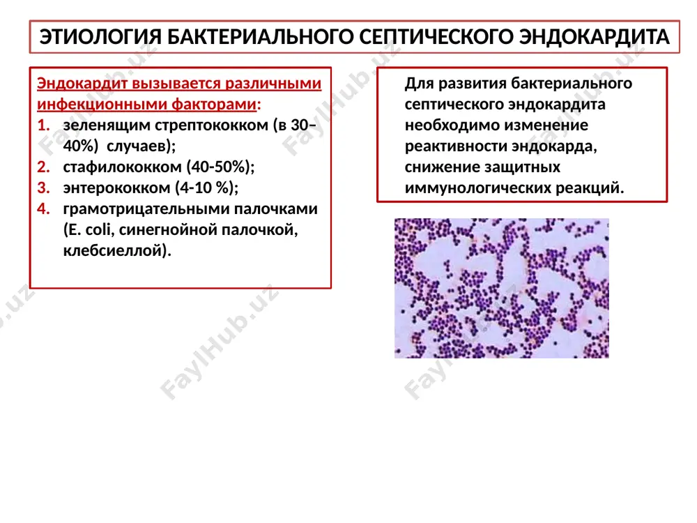 нов и систем. в связи с этим на первый план могут выступать следующие симптомы: отеки под глазами, кровь в моче, головные боли, боли в поясничной области, нарушения мочеиспускания (симптомы гломерулонефрита или инфаркта почки); интенсивные головные боли, головокружения, тошнота, рвота, общемозговые и очаговые неврологические симптомы (цереброваскулит или тромбоэмболия мозговых сосудов с развитием ишемического инсульта); резкие боли в левом подреберье (инфаркт селезенки); высыпания на коже по типу геморрагического васкулита; клинические проявления инфарктной пневмонии; внезапная потеря зрения и др. клиника бактериального септического эндокардита осмотр при типичном классическом течении инфекционного эндокардита общий осмотр позволяет выявить многочисленные неспецифические симптомы: 1. бледность кожных покровов с серовато-желтым оттенком (цвет «кофе с молоком»). бледность кожи объясняется, в основном, характерной для инфекционного эндокардита анемией, а желтушный оттенок кожи - вовлечением в патологический процесс печени и гемолизом эритроцитов. 2. похудание весьма характерно для больных инфекционным эндокардитом. иногда оно развивается очень быстро, в течение нескольких недель. 3. изменения концевых фаланг пальцев …