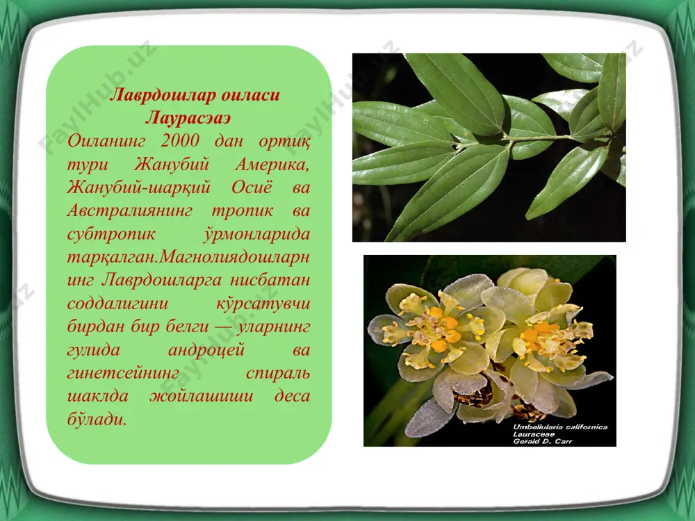 магнолиягуллилар қабиласи магнолиалес - Page 5