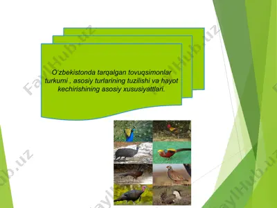 oʻzbekistondagi tovuqsimonlar turkumi — PPTX