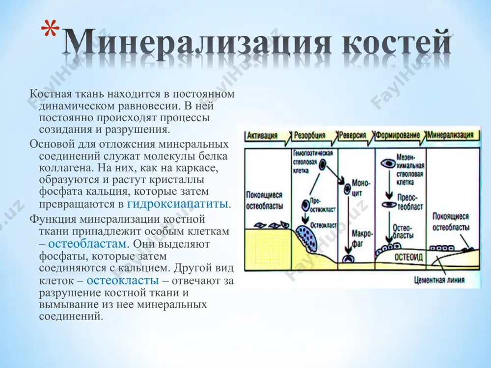 пороза позвоночного столба: боли в спине. в зависимости от локализации патологического процесса, пациента беспокоят боли в пояснице или между лопаток. чаще всего они возникают на фоне длительной работы в однообразной позе. нарушение осанки. для пациентов с остеоартрозом позвоночника характерна сильно выраженная сутулость. уменьшение роста. обусловлено уменьшением высоты позвоночного столба пациента. нарушение подвижности позвоночного столба. происходит за счет боли и деформации позвонков. * симптомы остеопороза суставов остеопороз суставов – это поражение головок костей, которые принимают участие в формировании сустава. такое «соседство» всегда сказывается на общем состоянии и подвижности в суставе. по своей симптоматике остеопороз суставов сильно напоминает артроз. основные симптомы остеопороза суставов: боль в суставах отечность тканей в области сустава деформации ощущение хруста во время движений нарушение подвижности * патологические переломы – самое распространенное осложнение остеопороза. патологический перелом – это перелом, который возникает при минимальном воздействии на кость. часто отломки очень плохо срастаются.это также обусловлено остеопорозом: нарушена регенерация костной ткани. между …