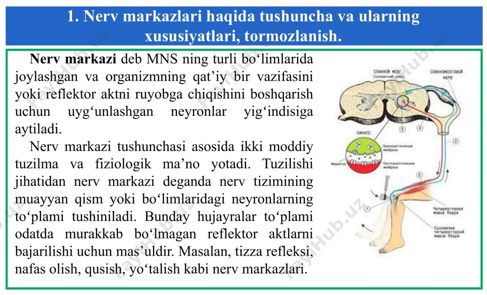 prolongatsiyasi. konvergansiya va umumiy oxirgi yoʻl. nerv markazining tonisi. maxsus tonus. nerv markazining labilligi. nerv markazining ishiga kimyoviy moddalarning ta’siri. nerv markazining plastikligi. nerv markazining toliqishi. 1. nerv markazlari haqida tushuncha va ularning xususiyatlari, tormozlanish. 1) qoʻzgʻalishni bir tamonlama oʻtkazilishi. nerv markazi qoʻzgʻalishni bir yoʻnalish boʻylab, ya’ni refleks yoyi yoʻnalishida oʻtkazadi. nerv markazlari faoliyatining bu xususiyati neyronlararo sinapslarning xususiyatlariga bogʻliq; 1. nerv markazlari haqida tushuncha va ularning xususiyatlari, tormozlanish. 2) qoʻzgʻalishning divergensiyasi va irradiatsiyasi. afferent nerv orqa miyaga kirgach, shoxlanib turli neyronlar bilan sinaptik aloqa hosil qiladi. shu sababli birdaniga afferent xabarlar mnsning turli boʻlimlariga yetib boradi. ularning sonini aniqlash qiyin. masalan, motoneyron 3 dan 160 gacha tarmoq berishi aniqlangan. shuning uchun bir neyron ta’sirlanishi natijasida hosil boʻlgan qoʻzgʻalish mnsning koʻp neyronlariga tarqaladi. bu xodisani divergensiya deb ataladi. devergensiya va juda koʻplab shoxlangan interneyronlar tufayli qoʻzgʻalish bir nerv markazidan boshqa nerv markazlariga tarqaladi. bu esa irradiatsiyadan iborat. irradiatsiya natijasida kuchli …