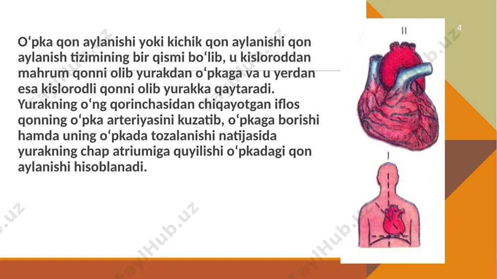 higa oladi. 17 18 sinonimlari:aterosklerotik yurak kasalligi, aterosklerotik vaskulyar kasallik, koronar yurak kasalligi koronar arteriya kasalligi mutaxassislik:kardiologiya sabablari:yurak arteriyalarining aterosklerozi tashxis usullari ekg, yurak stress testi, koronar kt angiografiyasi, koronar angiogramma oldini olish:sogʻlom ovqatlanish, doimiy jismoniy harakat, normal tana vazni, chekmaslik davolash:perkutan koronar intervensiya, koronar shuntlash operatsiyasi dori-darmonlar:aspirin, beta blokatorlar, nitroglitserin, statinlar 19 20 epidemiologiya va etiologiyasi dunyo boʻylab va oʻzbekistonda ham oʻlimning eng koʻp sababchisi hisoblanadi. koronar arteriya kasalligi bilan 50 yoshgacha kasallanish ehtimoli erkaklar uchun 50%ni, ayollar uchun esa 40%ni tasshkil etadi.[1] etiologiyasida ateroskleroz eng muhim rol oʻynaydi. patofiziologiyasi barqaror aterosklerotik plakcha qon tomir ichki qismini toraytiradi va natijada yurak miokardiga qon oqimi kamayadi, kislorodga boʻlgan talab va uning yetib borishi oʻrtasidagi muvozanat buziladi va miokardda ishemiya kuzatiladi. koronar arteriya stenozining darajasi kasallik ogʻirligini belgilab beradi. ogʻir ishemiya hatto miokard infarktiga sabab boʻlishi mumkin. 21 diagnostikasi diagnostikasida yurak stress ekgsi eng foydali usul hisoblanadi. test jarayonida sodir boʻladigan …