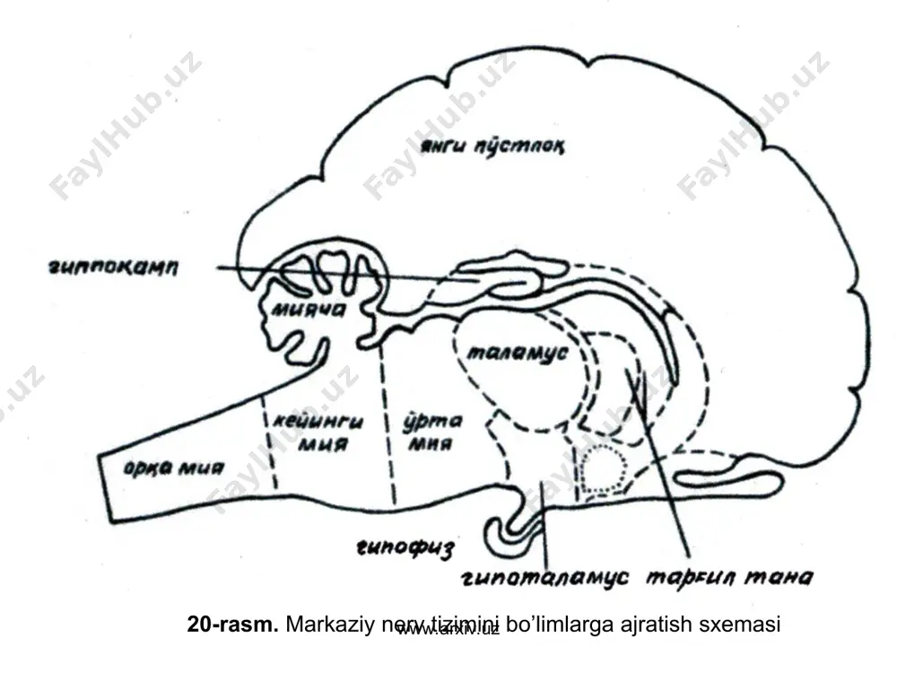 t neronlardir. qolgan 97% oralig’ yoki inter neronlar. afferent neronlarning tanalari mnt dan tashqarida joylashgan. afferent tolalarning skelet muskullartiga beradigan neronlar tanalari spinal tugunlarda, ichki a’zolarning sezgirligini ta’minlaydigan neyronlarning tanalari esa vigatativ nerf tizimining ekstra va intramural tugunlarida joylashgan. www.arxiv.uz www.arxiv.uz www.arxiv.uz www.arxiv.uz afferent neronning 1 ta o’simtasi bo’lib, somadan sal uzoqlashgach ikki shohga bo’linadi. biri retseptordan qo’zg’alishni somaga, ikkinchisi esa impulslarni hujayra tanasidan orqa yoki bosh miyyadagi neyronlarga yetkazadi. bu tolalarni qo’zg’alishni o’tkazish tezligiga, yo’g’nligiga ko’ra a, b, va c guruhlariga kiritish mumkin. orqa miyaning efferent neyronlari alfa va gamma motoneyronlardan hamda vigitativ nerf tizimining kreganglional neyronlaridan iborat. alfa. – motoneyronlar orqa miyada shakillangan signallarni skelet muskullariga yetkazadi. bu neyronlarning aksonlari muskulga yaqinlashib, bir qancha shohchalarga bo’linadi va 10 dan to 100 gacha muskul tolalarini nervlab harakat birligini hosil qiladi. www.arxiv.uz www.arxiv.uz gamma-motoneyronlar skelet muskullarining murakkab retseptorlari – muskul duklari ichidagi intrafuzal muskul tolalarni nervlaydi. bu neyronlardan muskul duglariga …