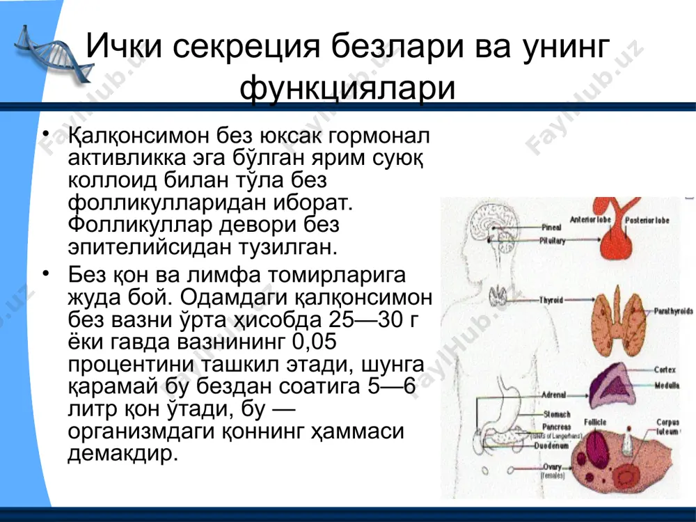 онсимон без ёнидаги) безларнинг ички секрецияси одамда тўртта паратиреоид без бор, булардан иккитаси қалқонсимон безнинг орқасида, қолган иккитаси эса қалқонсимон безнинг пастки қутбида, баъзан эса без тўқимасида бўлади. улар япалоқ овал тузилмалар бўлиб, буйи 6—7 мм, эни 3—4 мм ва қалинлиги 1,5—2 мм. без тўқимаси қон ва лимфа томирларига бой. паратиреоид безлар ҳиқилдоқнинг юқори нерви ( n. laryngeus superior)дан иннервация олади. паратиреоид безлар кам ёки ортиқча ишлаганда организмда рўй берувчи ўзгаришлар паратиреоид безларнинг ишламай қўйиш оқибатлари итларцинг шу безларини олиб ташлаш тажрибаларида ўрганилган. безлар олиб ташлангандан бир неча кун кейин скелетнинг ҳамма мускуллари дапқир-дапқир тиришиб қисқаради, яъни титрайди (паратиреоприв-тетания), бу ҳолат секин-аста кучайиб ва тез-тез такрорланиб туради. паратиреоид безлар йўқлиги бора-бора ўлимга олиб келади, бунинг бевосита сабаби шуки, нафас мускулларининг тиришиши натижасида нафас бузилади. паратиреоид безлар олиб ташлангач титрашга мускулларнинг ўзгариши эмас, балки марказий нерв системаси ҳолатининг ўзгариши сабаб бўлади. паратиреоид (қалқонсимон без ёнидаги) безлар гормонининг физиологик аҳамияти паратиреоид безлар …