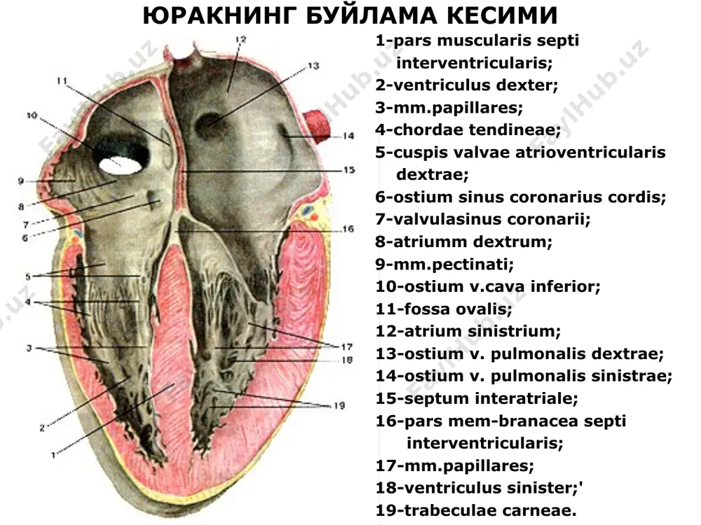юрак анатомияси - Page 3
