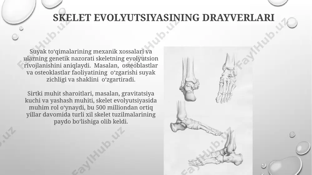 amfibiyalarda skelet - Page 4