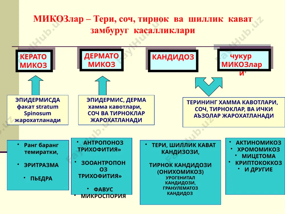 й формы парши встречается сквамозная и импетигинозная формы, у ослабленных больных могут поражаться и внутренние органы (висцеральная форма). диагноз: наличие скутул, «мышиный» запах, типичное облысение, микроскопическое обнаружение гриба-возбудителя на волосах и чешуйках. эпидермофития паховая (epidermophytia inguinale) - локализуется на коже крупных складок - на фоне воспаления ограниченные, овальные шелушащиеся пятна красного цвета - пятна эксцентрически растут, подвергаясь регрессу в центре - сливаются, образуя обширные очаги с приподнятым периферическим валиком - в пределах валика могут быть везикулы, пустулы, корочки клинические формы эпидермофитии микоз крупных складок (паховая эпидермофития) tr. ingvinalis крупные воспалительные очаги ярко-красного цвета с выраженным периферическим валиком, часто мокнущие , в пахово-бедренных складках, под молочными железами микоз стоп (эпидермофития стоп) tr. interdigitalis сквамозная стадия дисгидротическая стадия интергтригинозная стадия патогенез микозов стоп местные патогенетические факторы особенности анатомического строения стопы а) узкие межпальцевые промежутки б) деформация пальцев в) плоскостопие гипергидроз повышенная сухость кожи чрезмерное частое мытьё кожи со щелочными мылами (увеличение рн): …