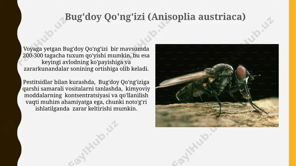 bugdoyga zarar keltiruvchi hashorotlar - Page 4