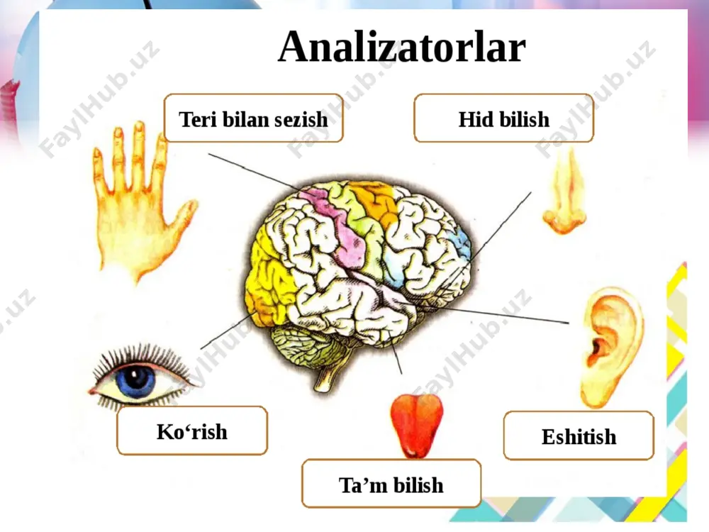 h dioptriy bilan oichanadi. bir dioptriy deganda, fokus oraligi 1 m bo’lgan linzaning nur sindirish kuchi tushuniladi. agar nur sindirish kuchi oshsa, fokus oralig’i qisqaradi. parallel yorug’lik nurlari shox parda va gavharda singandan so‘ng, markaziy chuqurlikning bir nuqtasida to ‘planadi va markaziy chuqurchada narsaning fokusi boladi. shox parda, gavhar orqah sariq dog‘ markaziga oigan chiziq koiish o‘qi deb ataladi. narsalar tasviri to‘r pardaga kichkina va teskari boiib tushadi. narsa ko‘zdan qancha narida tursa, to‘r pardadagi tasvir shuncha kichik bo’ladi va aksincha, narsa ko‘zga yaqin tursa, to‘r pardadagi tasvir shuncha kata bo’ladi. куз юкумли касалликлари quloqning tuzilishi. eshitish analizatorlarining periferik sezuvchi qismi quloqdan, oikazuvchi qismi eshitish nervi va markaziy qismi bosh miya yarimsharlari po'stlogl chakka qismidagi eshitish zonasidan iborat. eshitish organi — quloq 3 bolim : tashqi, o'rta va ichki quloqdan iborat tashqi quloq quloq suprasi va 3 sm uzunlikdagi tovush o`lkazish yo`lidan tashkil topgan. tovush o ‘tkazish yo`li teri bilan …