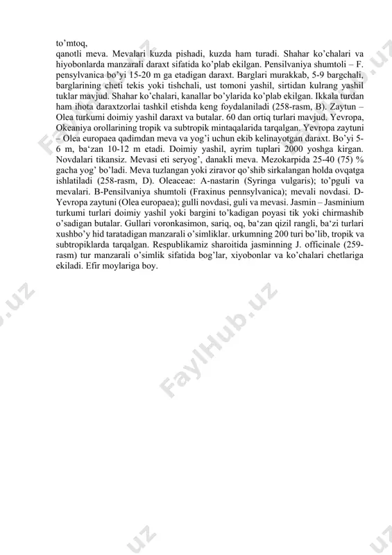 i zigomorf. gulqorg’oni murakkab. nektari tufayli asalarichilikda muhim rol o’ynaydi. oila tarkibida manzarali va zararli turlari ham mavjud. kampirchopon - trichodesma incanum bo’yi 30-100 sm, oq tuklar bilan oplangan. adirlarda soz tuproqli va shag’alli yerlarda, ba‘zan g’alla ekinlari orasida begona o’t sifatida o’sadi. zaharli o’simlik. ‗zbekistonda bo’yi 20-50 sm keladigan, nihoyatda polimorf, cho’l mintaqasida keng tarqalgan ko’kmaraz (tuyaqorin) – heliotropium lasiocarpum keng tarqalgan. zaytunnamolar qabilasi – oleales qabila vakillari gullari 4 diorali, gulqo’rg’on qismlari 4 lik tipida gullari ktinomorf, qabila yagona zaytundoshlar oilasi mavjud. zaytundoshlar – oleaceae oila turlari daraxt va butalardan iborat. barglari qarama-qarshi joylashgan, oddiy, ba‘zan murakkab, chetlari tekis, to’pguli ro’vaksimon. gullari ikki jinsli, ba‘zan ayrim jinsli va 2 uyli, qo’sh gulqo’rg’onli, birikkan va ayrim toxibargli yoki yalong’och gulli. mevasi rezavor, danakli, yong’oqcha, qanotli pistacha yoki ko’sakcha. ko’pincha meva bir uyali va bir urug’li bo’ladi. oilaning 25 turkumga oid 400 dan ortiq turlari bor. yer sharining tropik va …