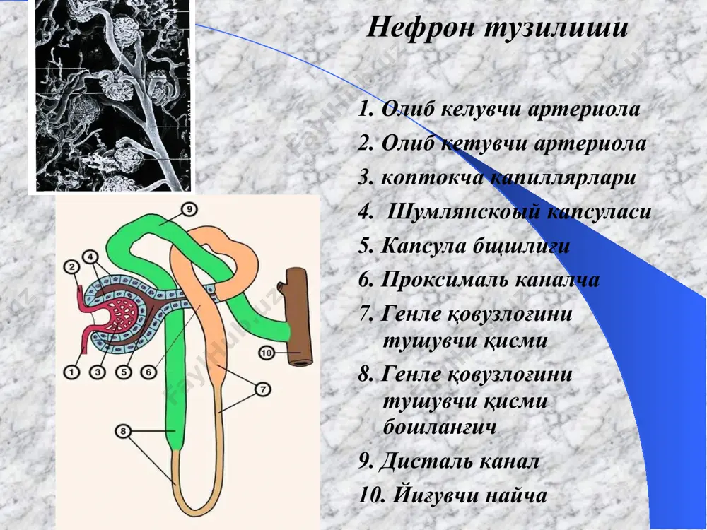 ан бўлган бўлса -5-7 кундан сўнг анализ олиш керак. оқсилни аниқлашга пешобни центрафугада минутига 2000 тезликда 10мл олиб 10 минут давомида айлантирилиб,чўкма устидаги пешобдан аниқланилади. томчини қопловчи ойна билан қопланади. шунда бир хил размерлар ( юза ва баландликда) пайдо қилинилади. тўғри тайёрланган препаратда ҳаво пуфакчалари ортиқча суюқлик бўлмайди. катта томчи қалин ва қаватлари кўп бўлиб, микроскопияда қийинчиликка сабаб бўлади. микроскопни кичик катталикдаги окулярдан х10, объектив х10 умумий кўриш учун ўтказилади. сўнгра ҳар бир майда қисмини текширишга окуляр х10, объектив х40 дан фойдалинилади пешоб микроскопияси объектив пешоб ранги сийдик тош касалликларида: - уратурия – зангори қизил фосфатурияда– оқимтир- сут ранг; гематурия - микрогематурияда – қизғиш, макрогематурияда гушт ювилган сув ранги пиурия (сийдикда йиринг) ва рн ишқорий бўлганда хира жигар ранг ; сийдикда йиринг ва лейкоцитлар кўп булса – яшил- сарғимтир; турли патологик холатларда пешоб рангининг ўзгариши пешоб ранги пешоб ранги ўзгарадиган, патологик холат сабаблар тўқ - сариқ димланган буйрак, шиш, куйиш, …