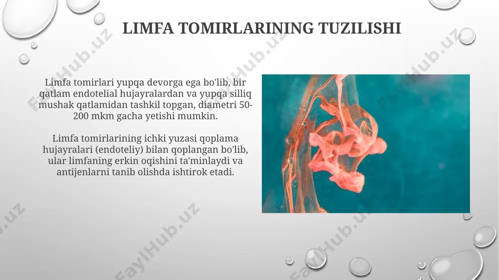 limfa tugunlari.tuzilishi va hujayraviy termini - Page 5