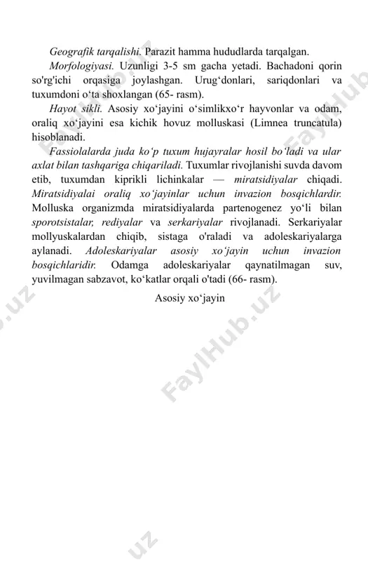 ariyalar rivojlanadi. serkariyalar mollyuskalardan chiqib, sistaga o'raladi va adoleskariyalarga aylanadi. adoleskariyalar asosiy xo‘jayin uchun invazion bosqichlaridir. odamga adoleskariyalar qaynatilmagan suv, yuvilmagan sabzavot, ko‘katlar orqali o'tadi (66- rasm). asosiy xo‘jayin 66- rasm. jigar so‘rg‘ic,hn ig taraqqiyot sikli. patogen ta’siri. jigar hujayralari jarohatlanadi, sirroz, mexanik sariqlik rivojlanadi. laboratoriya tashhisi. axlatda tuxumlarni topishga asoslangan. ba’zan jigar bilan ovqatlangan shaxslar tekshirilganda axlatida bo'lim. parazitologiyaning biologik asoslari tuxumlar (tranzit tuxumlar) aniqlanishi mumkin, bunday holatlarda tahlilni 3-4 kundai keyin qaytadan o'tkaziladi. profilaktikasi. faqat qaynatilgan suvlarni ichish, sabzavot va ko’katlarni yaxshilab yuvilganidan keyin iste’mol qilish, kasal hayvonlarni davolagh orqali parazit yuqishi oldini olish mumkin. mushuk so‘rg‘ichi (opisthorhis felineus) mushuk (sibirj so‘rg‘ichi (opislhorehis felineus) — opistorxoz qo‘zg‘atuvchisi. xo‘jayin organlzmida joylashishi. oshqozon osti bezi, jigar, o‘t pufaklarida yashaydi. geografik.tarqilishi. g‘arbiy yevropa, g'arbiy sibir va sharqiy qozog’iston hududlarida tarqalgan. morfologiyasi. uzunligi 0,5-1,0 mmdan oshmaydi. ichagi tarmoqlanmagan, tuxumdoni yumaloqliishgan, juft urug'donlari shoxlanmagan va tanasining keyingi qisiniga joylashgan. tanasining oldingi qismi orqa …