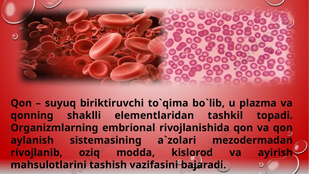 ayirish bezi; 2 – jabralar; 3 – yurak; 4 – orqa qon tomiri; 5 – qorin qon tomiri hasharotlarda qon aylanish sistemasi uzun nayga o'xshash: ko'p kamerali yurak va kalta aorta tomiridan tuzilgan bo'lib, kislorod tashishda ishtirok etmaydi. shu sababli qonida eritrotsitlar va qonning shaklli elementlari bo'lmaydi. hasharotlarning gemolimfasi rangsiz, sarg'ish yoki yashil bo'ladi. qon yurakdan kalta aortaga, u yerdan tana bo'shlig'ini yuvib, har qaysi kameradagi bir juft teshiklar orqali yurakka quyiladi. hasharotlarda qon aylanish sistemasi soddalashgan bo'lib, faqat oziq modda tashiydi. qon tarkibi tana suyuqligiga o'xshash bo'ladi. hasharotlarning ichki tuzilishi: 1 – halqum; 2 – oshqozon; 3 – ichak; 4 – malpigi naychalari; 5 – halqum atrofi nerv tuguni; 6 – ko‘krak nerv tugunlari; 7 – traxeyalar; 8 – tuxumdon; 9 – yurak; 10 – traxeyaning tuzilishi umurtqali hayvonlarning qon aylanish sistemasidagi evolutsion o‘zgarishlar baliqlarda qon aylanish suvda hamda quruqlikda yashovchi- lar yuragining tuzilishi: 1 - o'ng bo'lmacha; 2 …