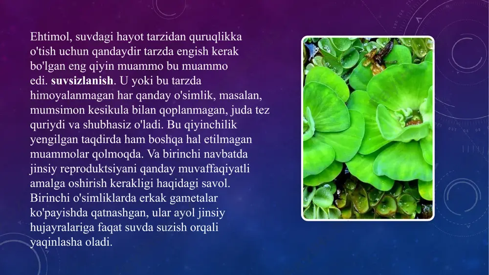 o’simliklar evolyutsiyasining asosiy bosqichlari - Page 5