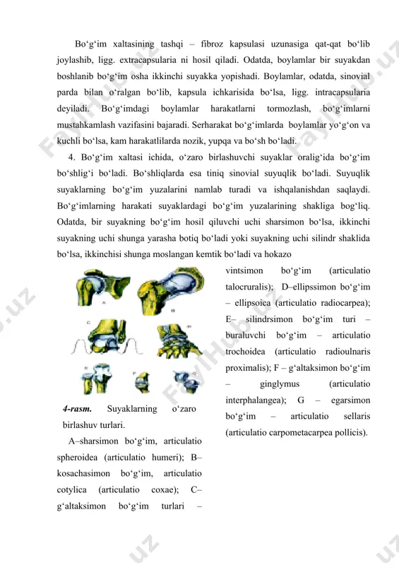 kapsulasi uzunasiga qat-qat bo‘lib joylashib, ligg. extracapsularia ni hosil qiladi. odatda, boylamlar bir suyakdan boshlanib bo‘g‘im osha ikkinchi suyakka yopishadi. boylamlar, odatda, sinovial parda bilan o‘ralgan bo‘lib, kapsula ichkarisida bo‘lsa, ligg. intracapsularia deyiladi. bo‘g‘imdagi boylamlar harakatlarni tormozlash, bo‘g‘imlarni mustahkamlash vazifasini bajaradi. serharakat bo‘g‘imlarda boylamlar yo‘g‘on va kuchli bo‘lsa, kam harakatlilarda nozik, yupqa va bo‘sh bo‘ladi. 4. bo‘g‘im xaltasi ichida, o‘zaro birlashuvchi suyaklar oralig‘ida bo‘g‘im bo‘shlig‘i bo‘ladi. bo‘shliqlarda esa tiniq sinovial suyuqlik bo‘ladi. suyuqlik suyaklarning bo‘g‘im yuzalarini namlab turadi va ishqalanishdan saqlaydi. bo‘g‘imlarning harakati suyaklardagi bo‘g‘im yuzalarining shakliga bog‘liq. odatda, bir suyakning bo‘g‘im hosil qiluvchi uchi sharsimon bo‘lsa, ikkinchi suyakning uchi shunga yarasha botiq bo‘ladi yoki suyakning uchi silindr shaklida bo‘lsa, ikkinchisi shunga moslangan kemtik bo‘ladi va hokazo 4-rasm. suyaklarning o‘zaro birlashuv turlari. a–sharsimon bo‘g‘im, articulatio spheroidea (articulatio humeri); b–kosachasimon bo‘g‘im, articulatio cotylica (articulatio coxae); c–g‘altaksimon bo‘g‘im turlari – vintsimon bo‘g‘im (articulatio talocruralis); d–ellipssimon bo‘g‘im – ellipsoica (articulatio radiocarpea); e– silindrsimon …