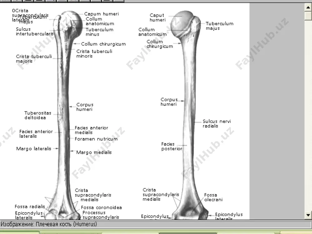 , 1ta qiyshiq o’lcham bor. to’g’ri o’lchamlar: diametr recta anatomic conjugata- promontoriumdan simfizning yuq.qismigacha bo’lgan masofa(11,5 a, 10,8 e) diagonal conjugata- promontoriumdan simfizninf o’rtasigacha bo’lgan masofa(13 a) chin yoki ginekologik konyugata- promontoriumdan simfizning pastigacha bo’lgan masofa(10,5-11sm ayollarda) ko’ndalang o’lcham- diam. transversa- ikki linea terminalislarning orasidagi masofa qiyshiq o’lcham- diam. obliqua- bir tomondagi yonbosh dumg’aza bo’limidan qarama-qarshi tomondagi eminentia iliopublica gacha bo’lgan masofa. chanoq bo’shlig’i- cavum pelvis bunda: diam.recta-ver. coii- coiii(dumg’aza2-3) lardan simfizning o’rtasigacha bo’lgan masofa. diam.transversa- acetabulum ning ichki yuzalari orasidagi masofa. apertura pelvis inferior- chanoq bo’shlig’idan chiqish 1) diam.recta- dum suyagidan simfizning pastigacha bo’lgan masofa. 2) diam.transversa- acetabulumning ichki yuzalari orasidagi masofa. chanoq suyagi ayollarda va erkaklarda tafovutlanadi ayollarda erkaklarda chanoq: kalta va keng uzun va tor yonbosh suy. gorizontalroq vertikalroq qanotlari: dumg’aza suy.kalta va serbar uzun va kamtar kich.chanoq silindrik konussimon bo’shliq shakli ikkala qov suy.birlashgan joy:ravoq burchak apertura pelvis sup. aylanasimon yuraksimon son suyagi- femur 3 ta …