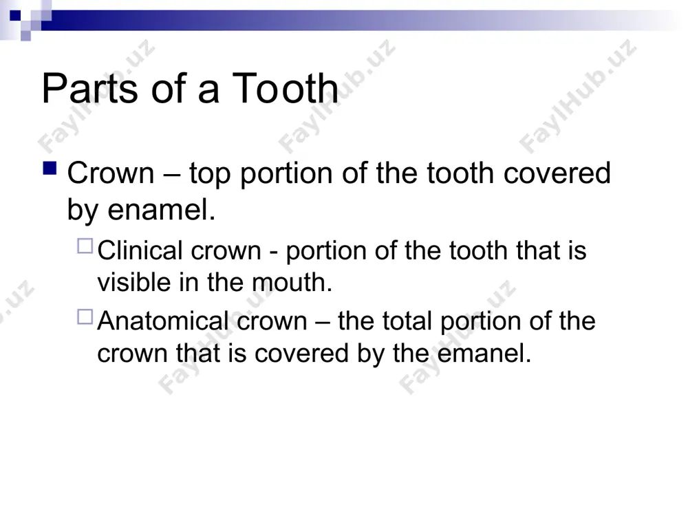 anatomy of the teeth - Page 4