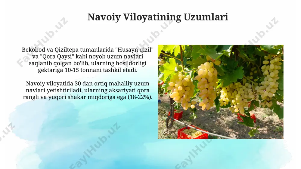 , xususan, qashqadaryo va surxondaryo, 300 dan ortiq mahalliy uzum navlarining 70% ini oʻzida jamlagan holda, vinochilik uchun eng boy hudud hisoblanadi. namangan viloyatining uzumlari вилоятда етиштириладиган узумларнинг 15%и қизил узум навларидан иборат бўлиб, улардан асосан шарбат ва қуруқ узум тайёрланади. наманган узумларининг 30% дан ортиғи қуруқ иқлим шароитига мослашган, суғориш меъёрлари паст бўлган хусусиятларга эга. xorazmning maxsus uzum navlari хоразмнинг ўзига хос “бибиханум” узум навининг ўртача ҳосили 1 гектардан 12-15 тоннани ташкил этади ва у ўзининг нозик таъми билан ажралиб туради. “хурмо” ва “қора кишмиш” каби хоразм узумларининг 70% дан ортиғи қуритилган ҳолда экспорт қилинади, бу вилоят иқтисодиётига сезиларли ҳисса қўшади. qoraqalpogʻiston respublikasining uzumlari qoraqalpogʻistonning janubiy hududlarida, masalan, toʻrtkoʻl va moynoq tumanlarida, issiq iqlim sharoitida yaxshi hosil beradigan “hissor” va “kesh” kabi uzum navlari keng tarqalgan. qoraqalpogʻistonda 30 dan ortiq mahalliy uzum navlari yetishtiriladi, ularning aksariyati qurgʻoqchilikka chidamli va tuproqqa nisbatan kam talabchan xususiyatlarga ega. uzbek uzumlari va jahon …
