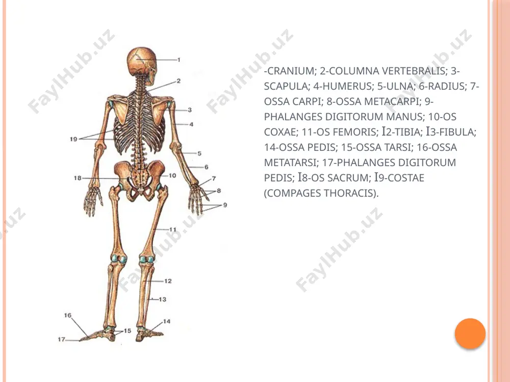 ew yorkhttp: //www.bestmedbook.com/ 63-65-бет sternum 1-incisura jugularis; 2-incisura clavicularis; 3-incisura costalis i; 4-angulus sterni; 5-incisura costalis ii; 6-incisura costalis iii; 7-incisura costalis iv; 8-incisura costalis v; 9-incisura costalis vi; 10-incisura costalis vii; 11 -processus xiphoideus; 12-софи5 sterni; 13-manubrium sterni. costae qovurg‘alar orqa suyakli qismidagi boshi va do‘mboqlari bilan umurtqalar tanasiga va ko‘ndalang o‘sig‘iga birikadi. boshi bilan ikki umurtqa tanasi o‘rtasidagi bo‘g‘ini yuzasiga bosh bo‘g‘in hosil qilib birikadi. ikkinchi bo‘g‘im esa qovurg‘a do‘mbog‘i ko‘ndalang o‘sig‘ining o‘rtasidagi bo‘g‘im sathiga birikadi. xi va xii qovurg‘alar ko‘ndalang o‘simtalar bilan bo‘g‘im xosil qilmaydi. i, xi va xii qovurg‘alarning boshi ikkita umurtqa orasiga kirmasdan, o‘ziga qarashli umurtqa tanasi bilan birikadi. понасимон суяк. энса суяги. o‘mrov-suyagi antogenezda kam o‘zgaradigan suyaklarga kiradi. bu suyak ko‘lni tanaga birlashtirib turadigan birdan – bir suyak bo‘lib, shakli lotincha “s” harfiga o‘xshab bukilgan, uzun. o‘mrov suyagi ichki tamondan to‘sh suyagiga, tashqi tamondan kurak suyagiga birikadi. o‘mrov suyagi elka bo‘g‘imining tanadan uzokrokda bo‘lishini …
