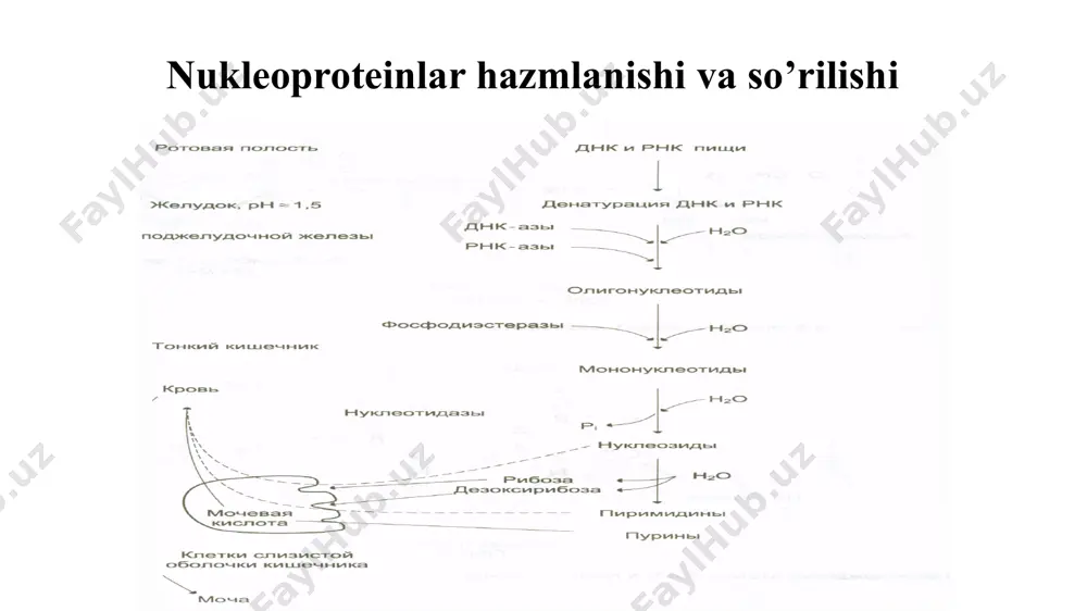 , у оротидилат кислота декарбоксилланиш реакциясининг кучли ингибитори бўлиб, тўқималарда оротат кислота тўпланишига сабаб бўлади. image1.png image2.png /docprops/thumbnail.jpeg