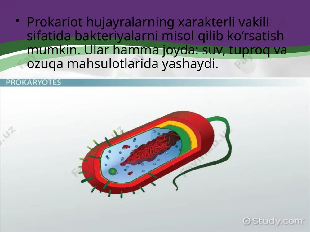 prokariot hujayra. 9 - sinf - Page 4
