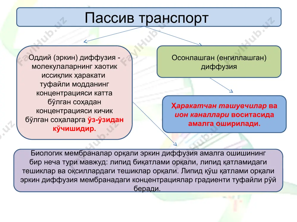 бу хил ўзгаришлар мембрана потенциали, каналнинг маълум бир кимёвий моддалар билан таъсирлашиши еки канал таркибий қисмларининг махсус фосфорланиши билан шартланиши мумкин. биологик мембраналарда учрайдиган каналлар бошқарилишининг, ками­да, уч хил усули маълум. биринчи усулига биноан, канал электр майдони томонидан бошқари­лади. мембранада, қутбланганлик ҳолатининг ўзгаришидан таъсирла­надиган, электр зарядига эга қурилма мавжуд бўлиб, у кучланиш сенсори номи билан юритилади. иккинчи усули, ион канали, маълум бир кимевий бирикма ёки би­рикма билан таъсирлашадиган рецепторга эга бўлиши мумкин. содир бўладиган таъсирлашиш натижасида канал очилади. учинчидан кимёвий модданинг мембранадаги рецептор билан таъсирлашиши ҳужайрада, протеинкиназанинг фаолланишига сабаб бўлувчи, иккиламчи воситачи (масалан, с-амф) нинг пайдо бўлишига олиб келади. воситачи ўз навбатида, ион каналини фосфорлаб очади. ионларнинг мембрана орқали актив ташилиши актив транспорт энергия сарфланиши билан юз беради. бу энергия атф гидролизланиши ёки митохондрияда нафас занжири орқали электрон ўтказилиши энергияси ҳисобига ҳосил бўлади. актив транспортда моддалар ва ионлар мембрана орқали кимёвий ёки электрокимёвий потенциал градиентига қарши йўналишда ташилади. ионларнинг мембрана …