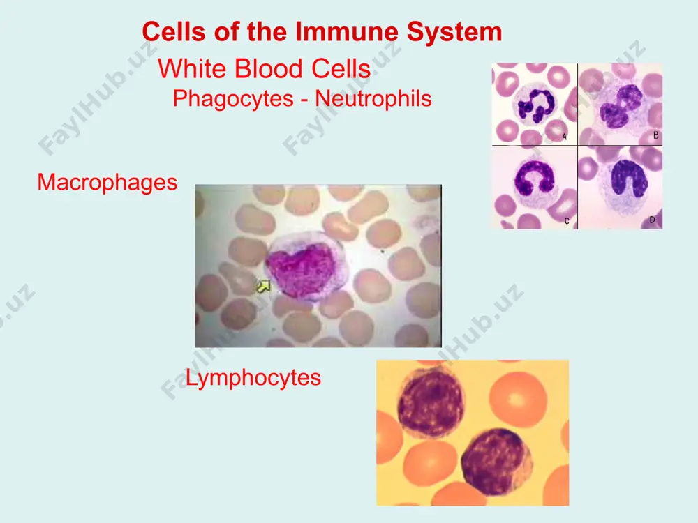 human immune system - Page 4