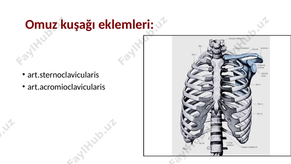 lemin hareketleri birbirlerini etkiler. üst extremite eklemleri anatomi̇ arti̇culati̇o humeri̇: omuz eklemi̇ humerus (caput humeri) ve scapula (cavitas glenoidalis) arasında olan eklemdir. spheroid grubu bir eklemdir. humerus başı küresel yüzeye sahipken, cavitas glenoidalis daha sığ bir yapıya sahiptir. bu da eklemin hareket kabiliyetini artırır. labrum glenoidale eklem yüzünü genişletir. labrum glenoidale eklem yüzünü genişletir. fibrokartilaginöz yapıdadır. sığ olan cavitas glenoidalis’in, humerus başının küresel yüzeyine uygun bir şekilde derinleşmesini sağlar. bağları eklem kapsülü: humerusta anatomik boyun hizasına tutunmuştur alt kısım 1 cm kadar aşağıda tutunmuştur, zayıftır scapula’da, cavitas glenoidalis’in etrafına tutunur labrum glenoidale ve m biceps brachi’nin uzun başınının tendonu eklemin içinde kalır. kapsül gevşektir, kemikler birbirinden 2-3 cm ayrılabilir. rotator cuff kasları ve çevre kasların tendonları, eklemi destekler rotator cuff kasları: m.supraspinatus m.infraspinatus m.teres minor m.subscapularis sits ligg. glenohumerale (önde): cavitas glenoidalis’in üst kısmından başlar; üç parçası vardır: -lig glenohumerale superius: tuberculum minus’un üstüne tutunur, add sınırlandırır -lig glenohumerale medius: …