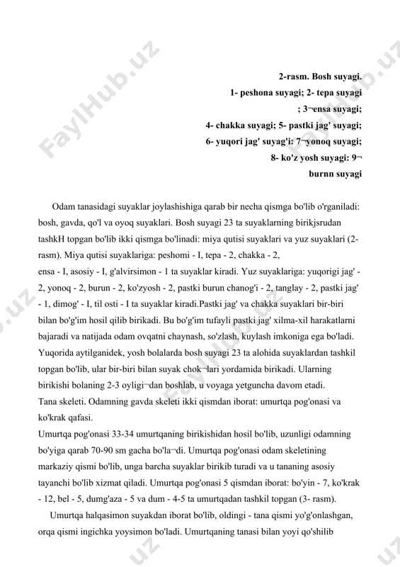 muhim bo'lgan ichki organlar joylashadi. qovurg'alarning 12 jufti ham orqa tomondan ko'krak umurt¬qalariga birikadi. ulardan 7 jufti haqiqiy (chin) qovurg'alar de¬yilib, oldingi tomondan to'sh suyagining yon tomoniga o'zining tog'aylari yordamida bevosita birikadi. ulardan pastki uch jufti soxta qovurg'a deyilib, bular bir-biri bilan tog'ay yordamida o'za¬ra, so'ngra esa 7- qovurg'aning tog'ayiga birikadi. bulardan ham pastda joylashganlari (11-12- qovurg'alar) oldingi tomondan to'sh suyagiga birikmay, qorin muskullari orasida joylashadi. bular yetim qovurg 'alar deb ataladi. to'sh suyagi uch qismdan: yuqorigi - dasta, o'rta - tana qismi va pastki - qilichsimon o'simtadan iborat. 3-rasm. umurtqa pogonasi. a- oldindan ko'rinishi: 1- bo'yin qismi; 2- ko'krak qismi; 3- bel qismi; 4- dumg'aza qismi; 5- dum qismi. b- yon tomondan ko'rinishi (o'rtasidan arralangan): 1- umurtqa pog'onasining kanali; 2- bo'yin lordozi; 3- bel lordozi: 4- ko'krak kifozi; 5- dumg'aza kifozi: 4-rasm. ko'krak qafasi: 1-7- haqiqiy (chin) qovurg'alar; 8-10- soxta qovurg'alar; 11-12¬yetim qovurg'alar; 13- lo'sh suyagining qiiichsimon o'simtasi. qo'l …