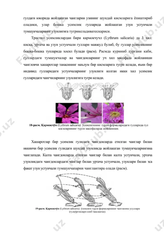 усимликларнинг узидан чангланишини чекловчи мосланишлар - Page 5