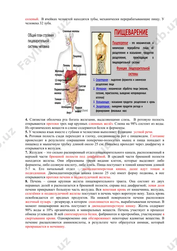 ящий из поперечно-полосатой мышечной ткани, покрытой слизистой оболочкой. в этом органе различают корень, тело, кончик. на языке находятся вкусовые рецепторы. рецепторы корня языка воспринимают горький вкус, рецепторы кончика языка – сладкий, а рецепторы боковых поверхностей - кислый и соленый. в ячейках челюстей находятся зубы, механически перерабатывающие пищу. у человека 32 зуба. 4. слизистая оболочка рта богата железами, выделяющими слизь. в ротовую полость открываются протоки трех пар крупных слюнных желёз. слюна на 98% состоит из воды. из органических веществ в слюне содержится белок и ферменты. 5. у человека язык вместе с губами и челюстями выполняет функцию устной речи. 6. ротовая полость сзади переходит в глотку, соединяющую рот с пищеводом. глотание происходит в результате сокращения поперечно-полосатых мышц и пища попадает в пищевод и мышечную трубку длиной около 25 см. пищевод проходит через диафрагму и открывается в желудок. 7. желудок – это сильно расширенный отдел пищеварительного канала, расположенный в верхней части брюшной полости …