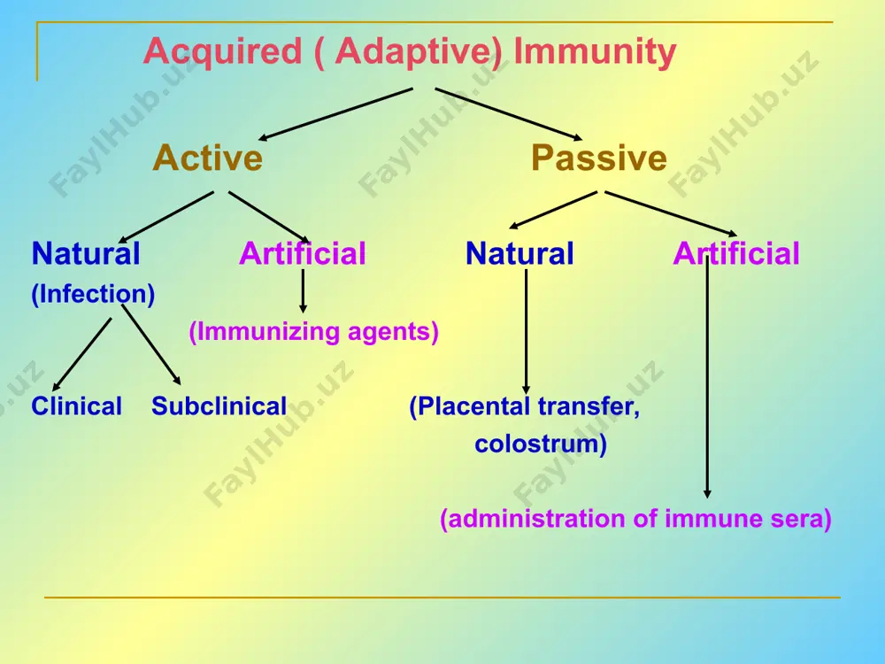 rs secreted by immune cells (mostly) that act on other cells to regulate their activity; many are called “interleukins” (il-1, il-2, etc.) cytokines have many functions, we’ll focus on a few central functions of a few key cytokines a subfamily of cytokines primarily functions in directing migration of cells, these are called “chemotactic cytokines” or “chemokines” * - monokines, lymphokines, interleukines colony stimulating factors, chemokines, interferon - the four cytokine families function : • autocrine • paracrine • endocrine a summary of innate and acquired immunity innate immunity rapid responses to a broad range of microbes acquired immunity slower responses to specific microbes external defenses internal defenses skin mucous membranes secretions phagocytic cells antimicrobial proteins inflammatory response natural killer cells humoral response (antibodies) cell-mediated response (cytotoxic lymphocytes) invading microbes (pathogens) break ! natural killer (nk) cell recognition