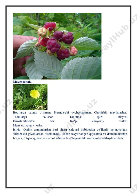 ntlar bor. yong‘oq mag‘zi gijjalarni haydash va uyqusizlikning oldini olishda ishlatiladi. o‘tpufagi, tosh kasalligi va yurak isheymiyasi kasalligida yaxshi samara beradi. limon mevas itarkibida organic kislotalar, efirmoylari, qand, c, b, b2 p vitaminlari karotin bor. limon mevasi hamda bargidan tayyorlangan damlama qon bosimini pasaytiruvchi dori sifatida, shuningdek, qand kasalligida ishlatiladi. o‘rik yurak xastaligiga xafaxon kasalligiga o‘rikmag‘zidan choy damlab ichish tavsiya etiladi. boshlovchi: endi navbat balli yig‘itlar ijrosidagi raqsga. undan so‘ng sabzavot va poliz ekinlariga. sabzining ildiz mevasida b1, b2, b6, pp, c, k vitaminlar ferment, efirmoyi, yog‘, ca, p va fe tuzlari mavjud. yosh bolalar uchun juda foydali. sabzi kamqonlikda, yurak, jigar, buyrak kasalliklarini davolashda tavsiya etiladi. sarimsoq sabzavotlar quroli. u immunitetni ko‘taradi. ezilgan sarimsoq boshga surtilsa soch to‘kilishini oldini oladi. turp qizamiq, bronxit, opkasili kasalliklarini davolashda ishlatiladi. sholg‘om o‘pka, nafas yo‘llari kasalliklariga, isitma baland bo‘lganda yurak bezovtalanganda foydalaniladi. qovoqdan tayyorlangan damlama ko‘krak og‘riganda, quruq yo‘tal bo‘lganda tavsiya etiladi. organizmdan …