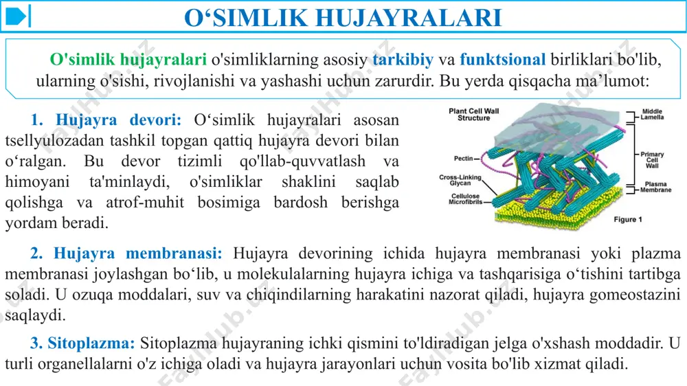 yalari va moslashuviga hissa qo'shadigan bir nechta maxsus tuzilmalarga ega. o'simlik hujayralarida joylashgan ba'zi xarakterli tuzilmalar: 1. hujayra devori: - hujayra devori o'simlik hujayralarining plazma membranasini o'rab turgan qattiq strukturadir. u hujayraning strukturaviy yordami, himoyasi va shaklini ta'minlaydi. hujayra devori asosan tsellyuloza, gemitsellyuloza va pektinlardan tashkil topgan bo'lib, ba'zi hujayralarda strukturaviy oqsillar va lignin ham mavjud. hujayra devori o'simliklarning mexanik stressga bardosh berish va turgor bosimini ushlab turish qobiliyati uchun ayniqsa muhimdir. 2. xloroplastlar: - xloroplastlar - fotosintez uchun mas'ul bo'lgan o'simlik hujayralarida joylashgan maxsus organellalar. ular yorug'lik energiyasini ushlaydigan va uni glyukoza shaklida kimyoviy energiyaga aylantiradigan xlorofill pigmentlarini o'z ichiga oladi. xloroplastlar shuningdek, fotosintezning yorug'likka bog'liq reaktsiyalari sodir bo'ladigan grana shaklida tashkil etilgan boshqa pigmentlar, fermentlar va tilakoid membranalarni o'z ichiga oladi. xloroplastlar organik molekulalarni sintez qilish va kislorod ishlab chiqarish uchun zarur bo'lib, o'simlikning energiya almashinuvi va kislorod ishlab chiqarishiga hissa qo'shadi. o'simlik hujayralariga xos bo'lgan maxsus tuzilmalar …