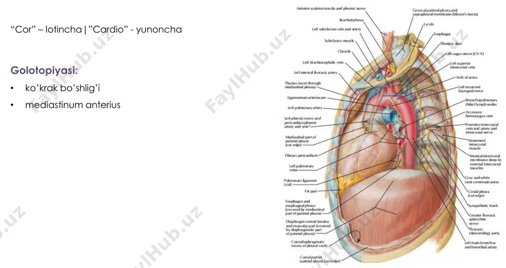 xter, sinister va aorticus ni o’zaro bog’laydi trigonum fibrosum sinister • annulus fibrosus sinister sohasida pars membranacea septi interventricularis pars membranacea septi interventricularis yurakning o’tkazuv tizimi atipik kardiomiotsitlardan iborat • tola va • tugunlarni hosil qiladi 1. nodus sinuatrialis (kis-flek) • v. cava superior ning ochilish qismi va auricula dextra orasida joylashgan 2. ramus dexter et sinister nodi sinuatrialis • o’ng va chap bo’lmacha miokardiga yo’nalgan. 3. fasciculus interatrialis (baxman tolasi) • sinoatrial tugundan atrioventrikulyar tugunga tortilgan 4. nodus atrioventricularis (ashoff-tovar) • septum interatriale ning pastki qismida joylashgan 5. fasciculus atrioventricularis (gis tutami) • pars membranacea septi interventricularis da joylashgan 6. crus dextrum et sinistrum fasciculi atrioventricularis • dastlab pars muscularis septi interventricularis ning o’ng va chap tomonida joylashadi • so’ng o’ng oyoqcha o’ng qorincha devoriga, chap oyoqcha chap qorincha devoriga o’tadi 7. purkinye tolalari • gis tutami oyoqchalaridan kardiomotsitlarga impuls yetkazadi qon aylanish doirasi 1. katta qon aylanish doirasi …