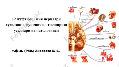 nervlar anatomiyasi — PPTX